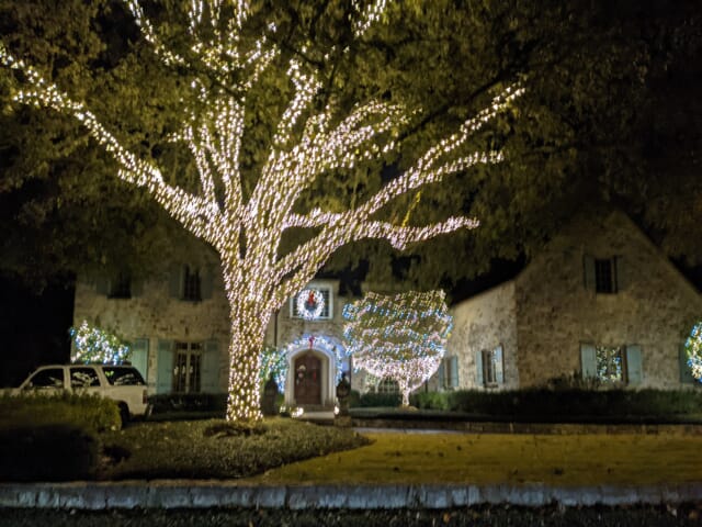 lighted trees